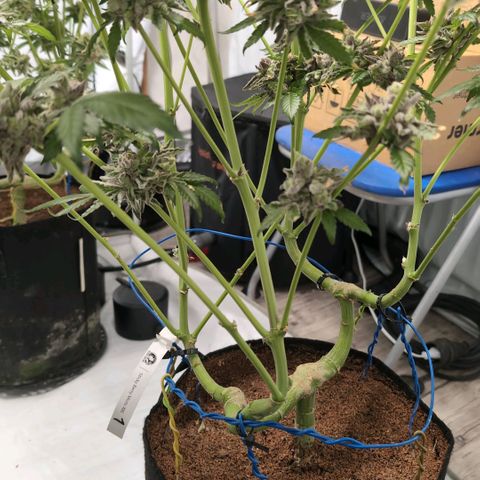 Sticky Berry Mints XXL  #1 growlog timeline photo