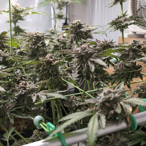 Sticky Berry Mints XXL  #1 growlog timeline photo