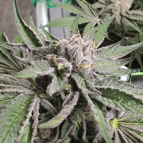 Sticky Berry Mints XXL  #1 growlog timeline photo
