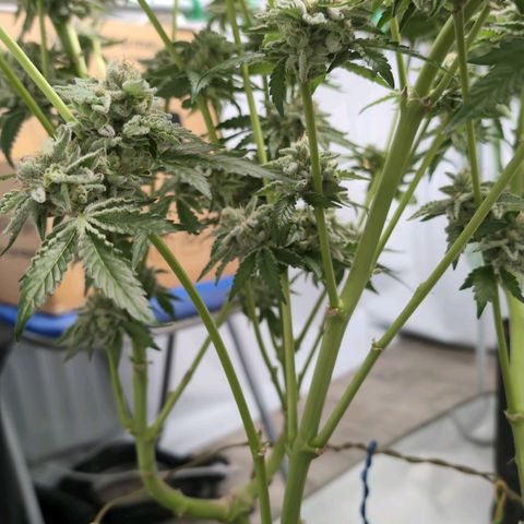 Sticky Berry Mints XXL  #3 growlog timeline photo