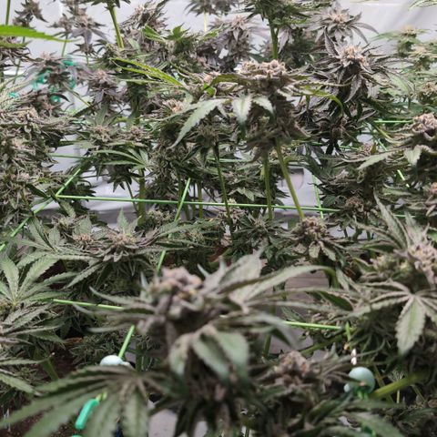 Triple Mints XXL  #2 growlog timeline photo