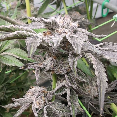 Sticky Berry Mints XXL  #2 growlog timeline photo