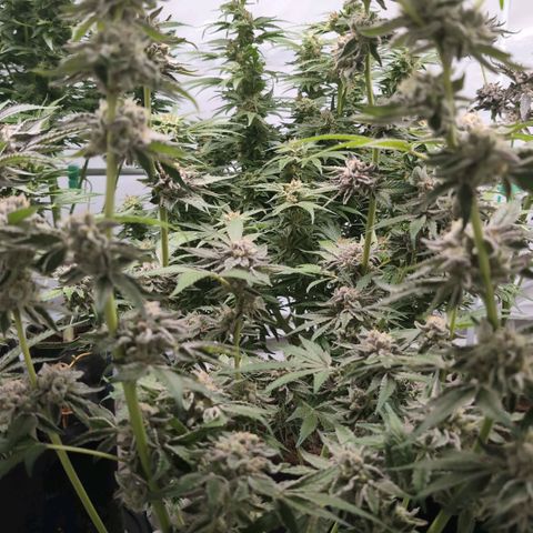 Triple Mints XXL  #1 growlog timeline photo