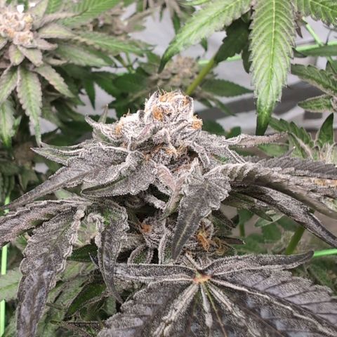 Sticky Berry Mints XXL  #2 growlog timeline photo