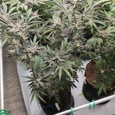 Triple Mints XXL  #3 growlog timeline photo