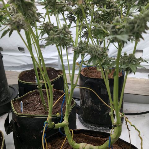 Triple Mints XXL  #2 growlog timeline photo