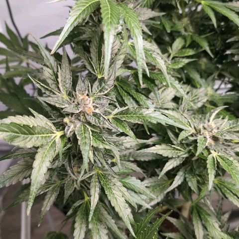Cherry Kush  #1 growlog timeline photo