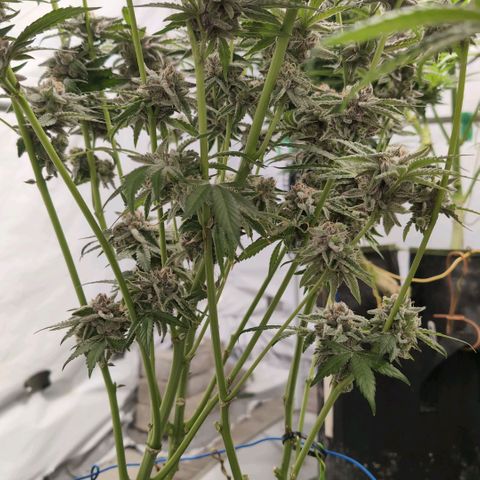 Triple Mints XXL  #3 growlog timeline photo