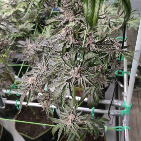 Sticky Berry Mints XXL Klon  #1 growlog timeline photo