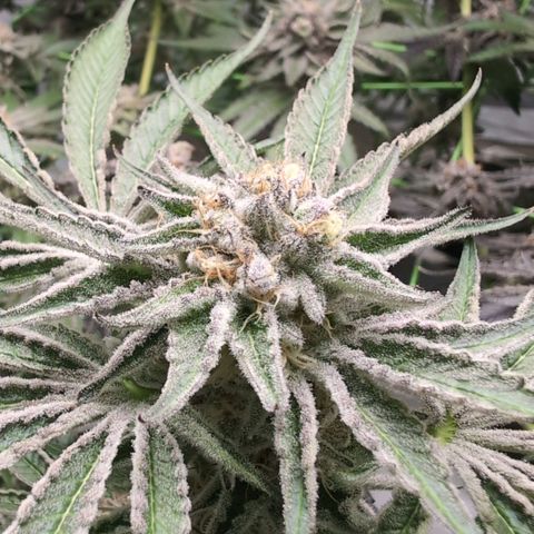 Sticky Berry Mints XXL  #3 growlog timeline photo