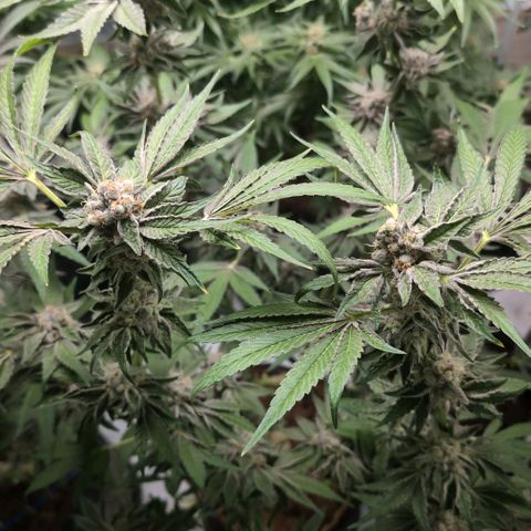 Triple Mints XXL  #1 growlog timeline photo
