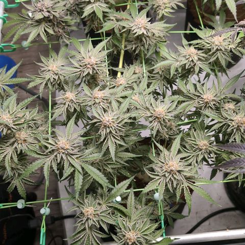 Sticky Berry Mints XXL  #3 growlog timeline photo