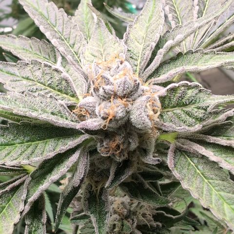 Triple Mints XXL  #1 growlog timeline photo