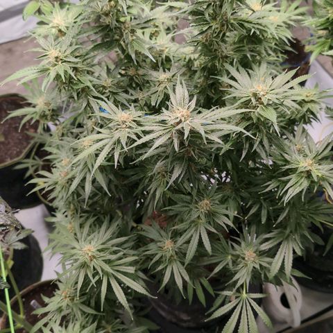 Cherry Bush F1 #2 growlog timeline photo