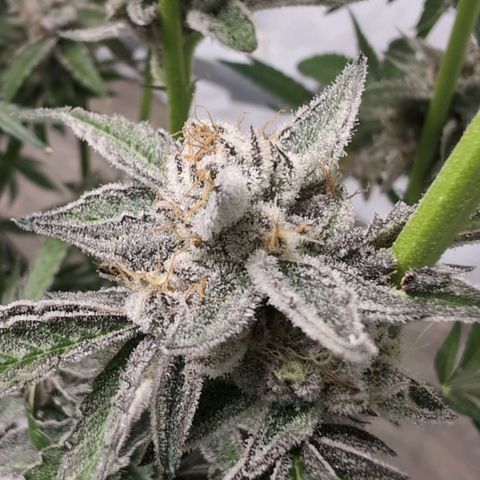 Triple Mints XXL  #3 growlog timeline photo