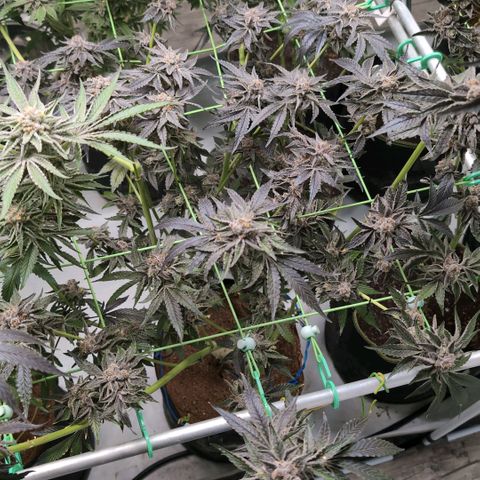 Sticky Berry Mints XXL  #2 growlog timeline photo