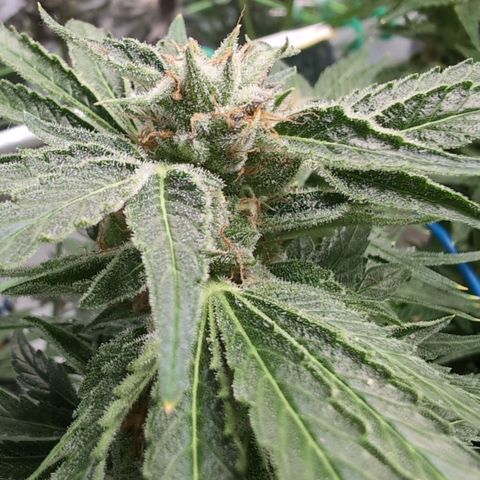Cherry Bush F1 #2 growlog timeline photo