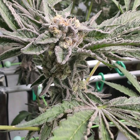 Triple Mints XXL  #2 growlog timeline photo