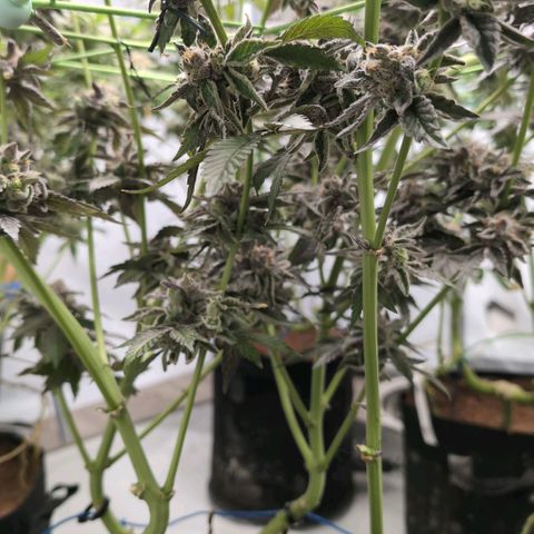 Sticky Berry Mints XXL  #2 growlog timeline photo
