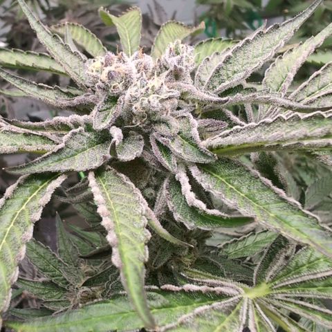 Triple Mints XXL  #2 growlog timeline photo