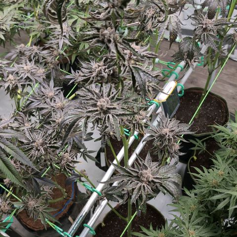 Sticky Berry Mints XXL Klon  #3 growlog timeline photo