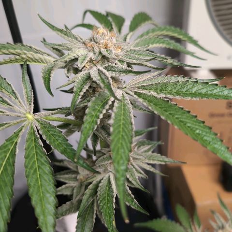 Sticky Berry Mints XXL  #3 growlog timeline photo