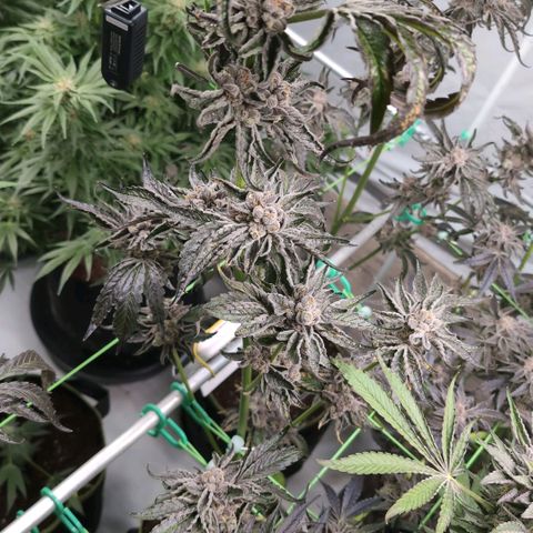 Sticky Berry Mints XXL Klon  #2 growlog timeline photo