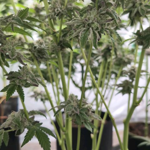 Triple Mints XXL  #1 growlog timeline photo