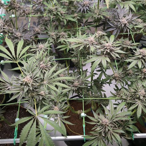 Triple Mints XXL  #2 growlog timeline photo