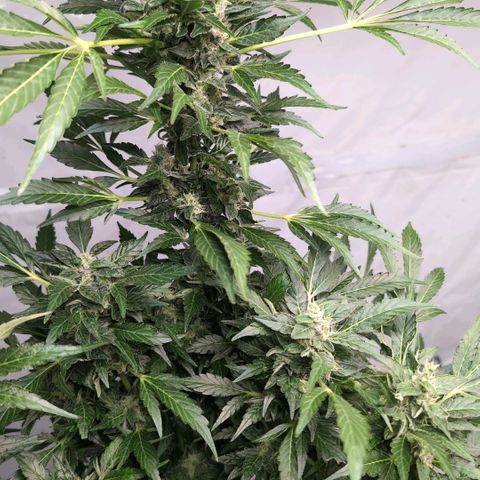 Cherry Kush  #2 growlog timeline photo