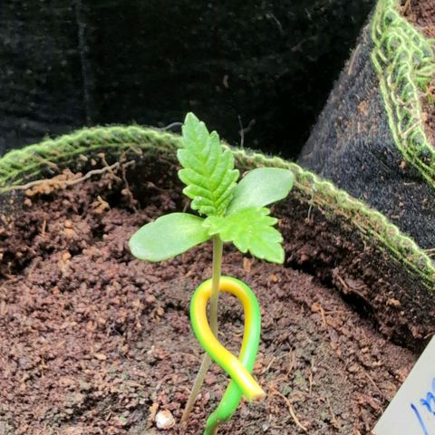 Critical growlog timeline photo