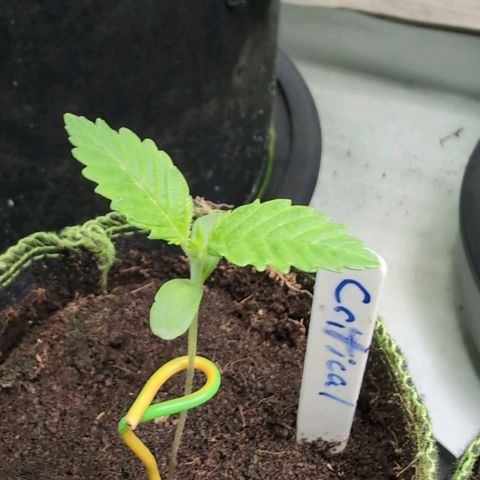 Critical growlog timeline photo