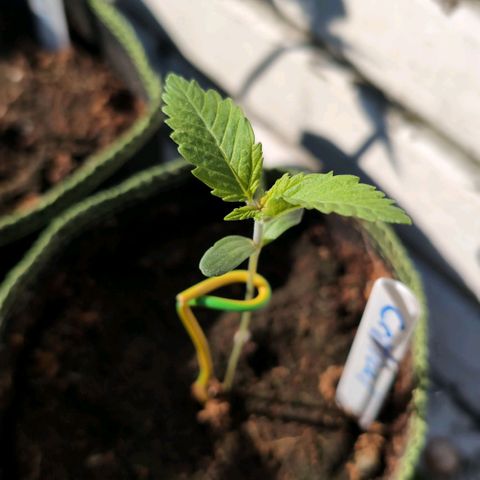 Critical growlog timeline photo