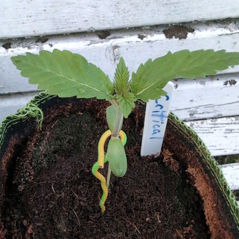 Critical growlog timeline photo