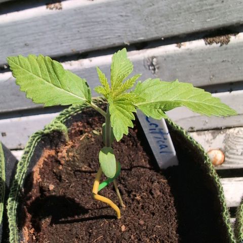 Critical growlog timeline photo
