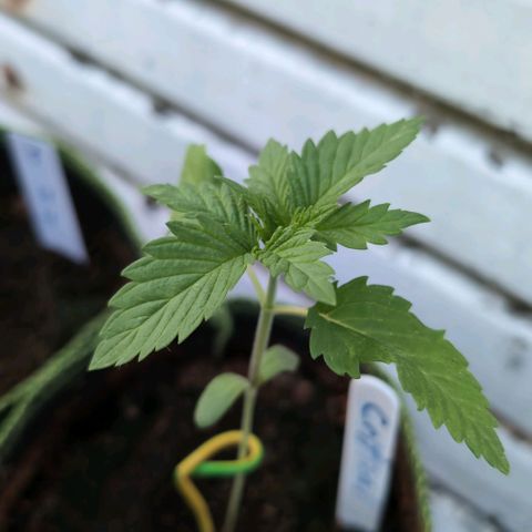Critical growlog timeline photo