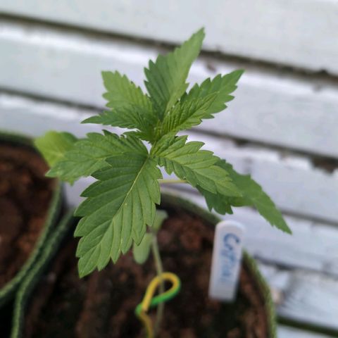 Critical growlog timeline photo