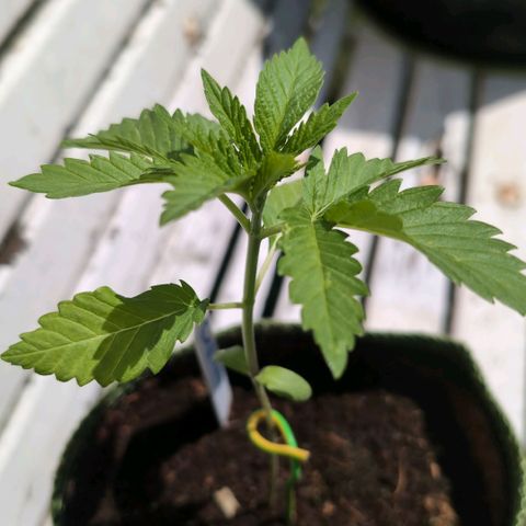 Critical growlog timeline photo