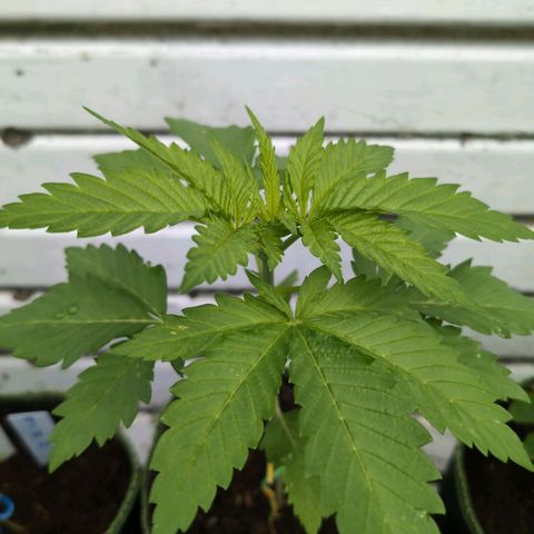 Critical growlog timeline photo