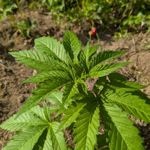 Critical growlog timeline photo