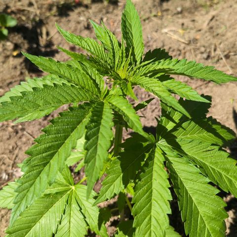 Critical growlog timeline photo