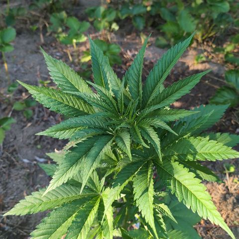 Critical growlog timeline photo
