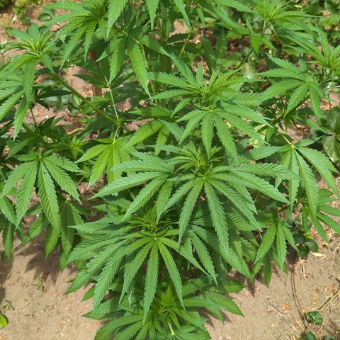 Critical growlog timeline photo