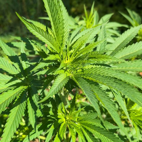 Critical growlog timeline photo