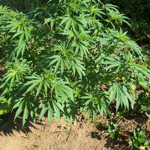 Critical growlog timeline photo