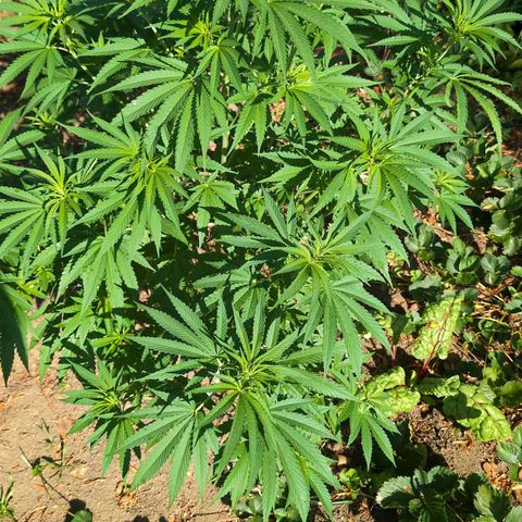 Critical growlog timeline photo