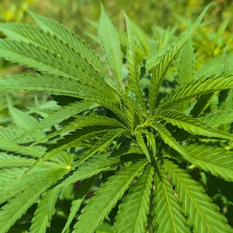 Critical growlog timeline photo