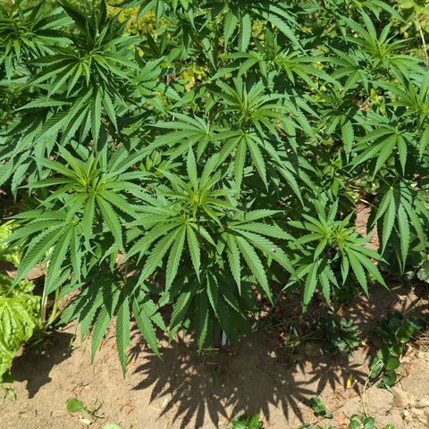 Critical growlog timeline photo