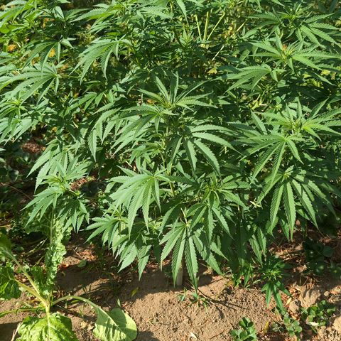 Critical growlog timeline photo