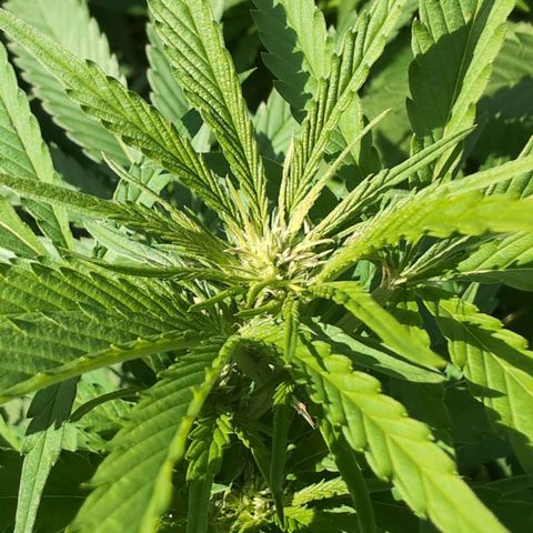 Critical growlog timeline photo